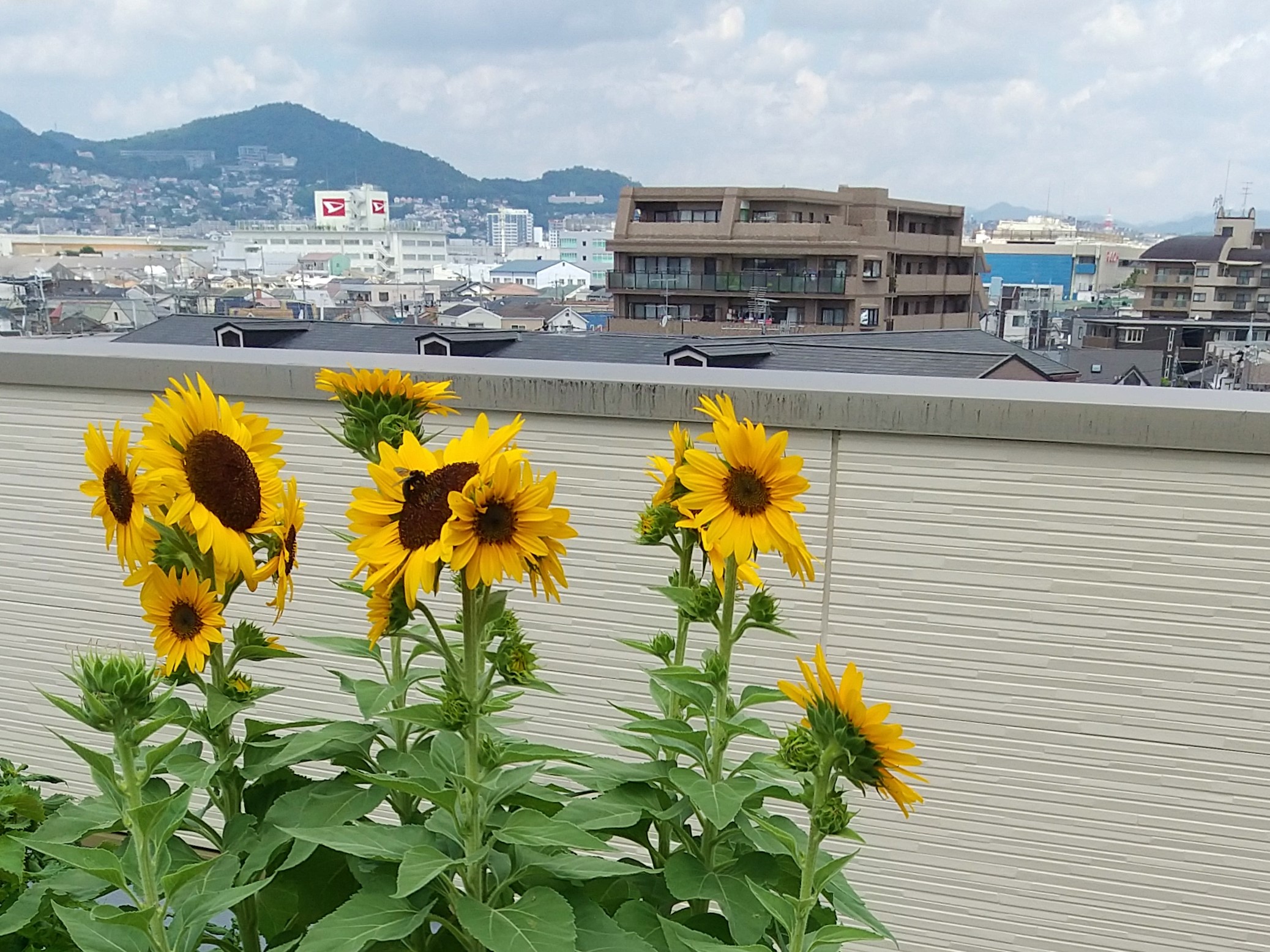 ニチイメゾン神田_野菜20250816_１