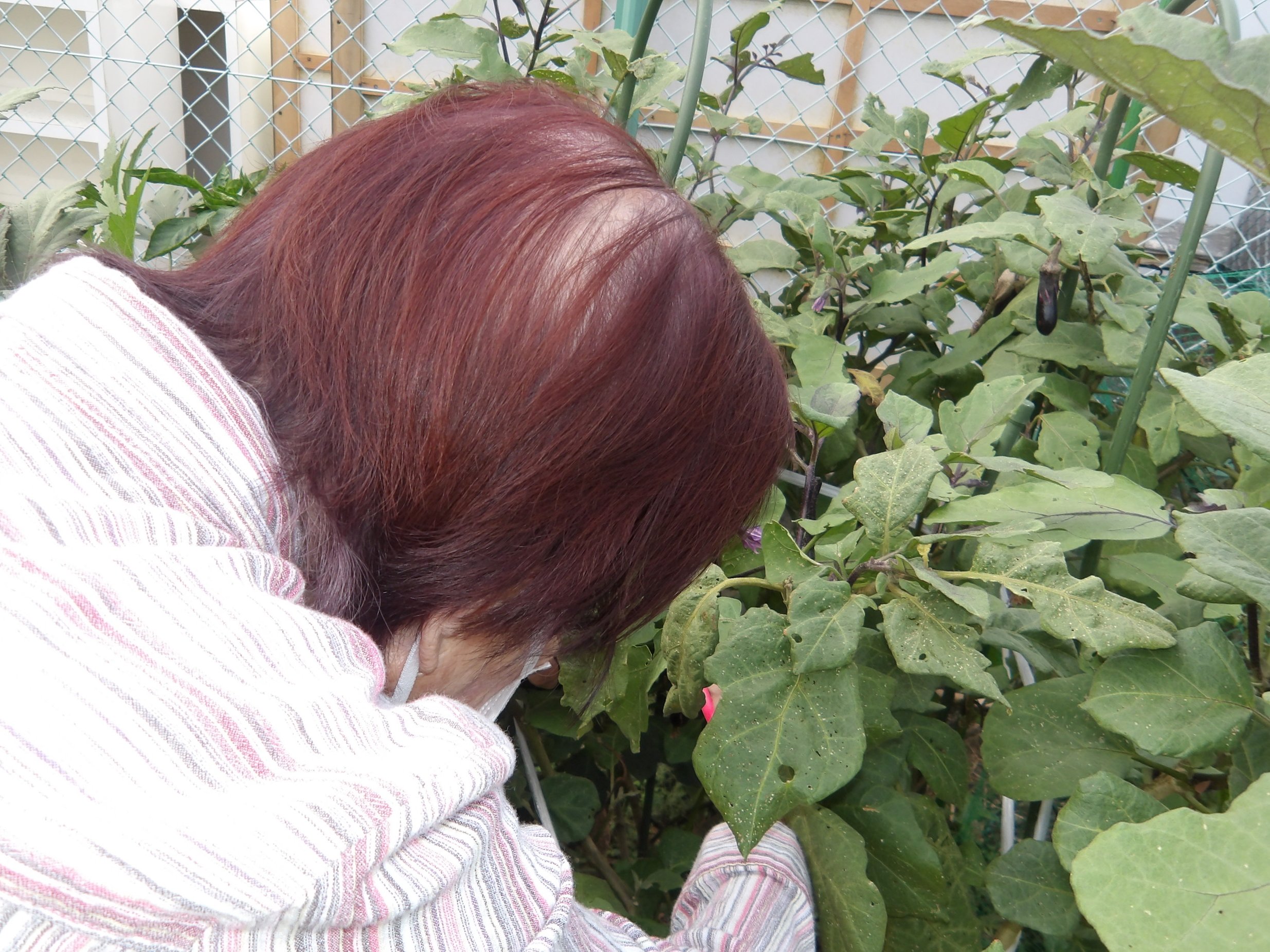 野菜の収穫-2　ニチイホーム東府中