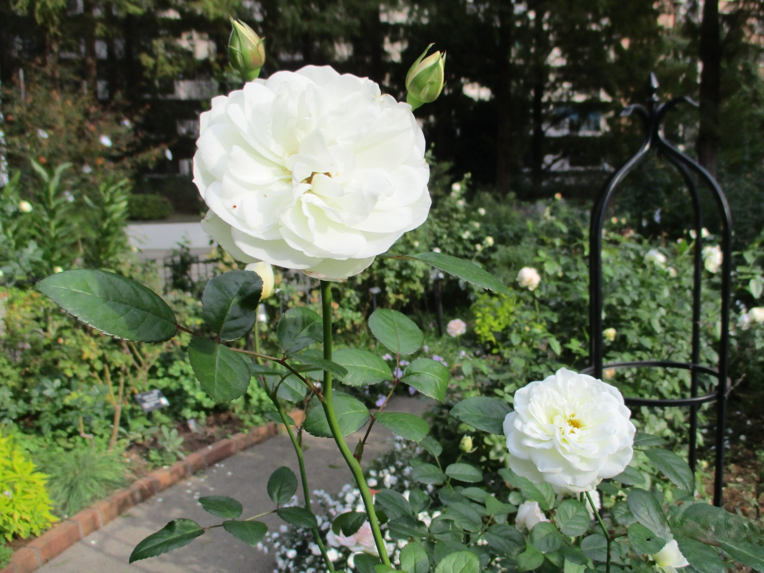 ローズガーデンに行きました-2　ニチイホーム杉並堀ノ内