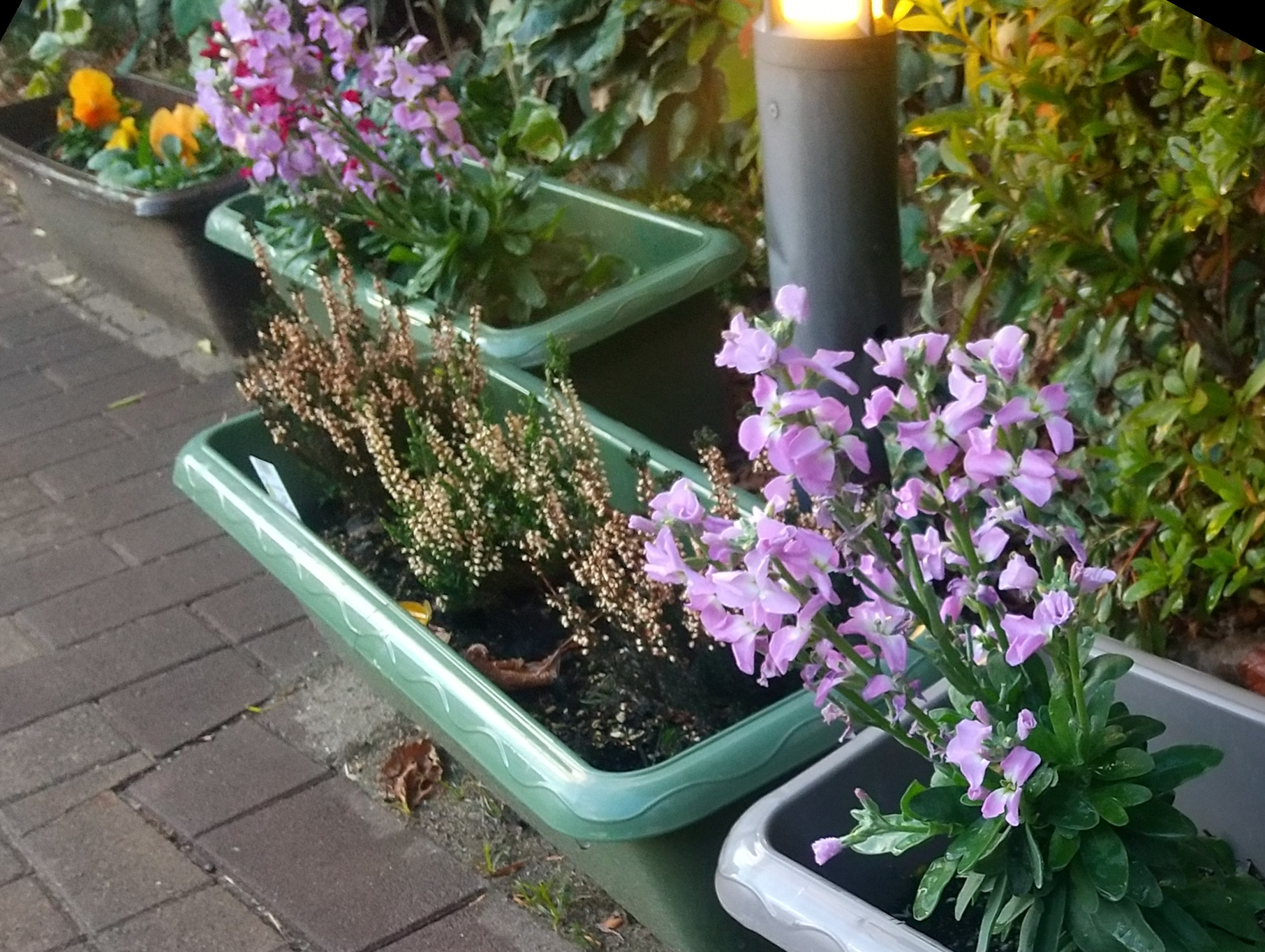 ニチイメゾン千里園プランター植え替え２